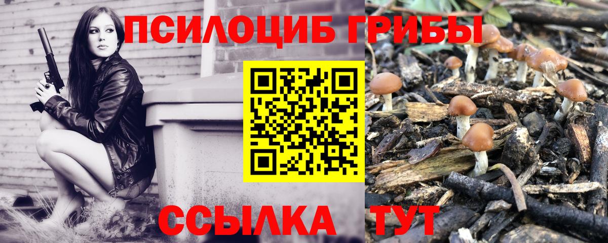 Псилоцибиновые грибы Psilocybe Сунжа