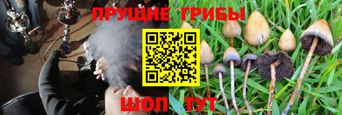 Псилоцибиновые грибы Psilocybine cubensis Сунжа