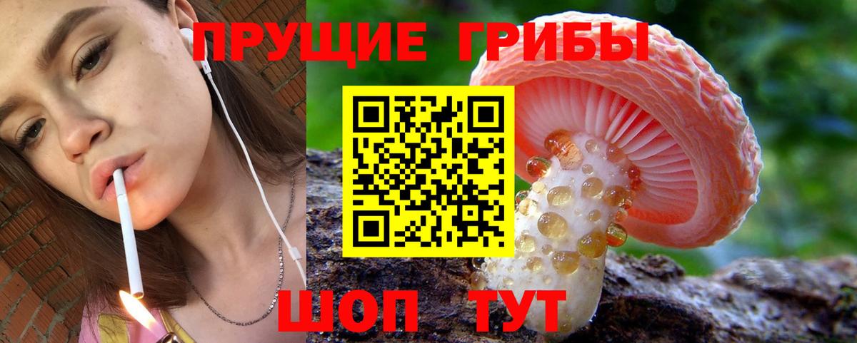 Сунжа  Псилоцибиновые грибы Cubensis  Вход с VPN 